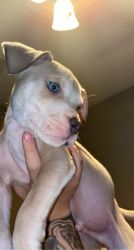 Pitbull puppies for sale!