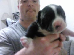 5 week old Staffordshire terrier pitbull