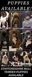 9 Staffordshire bull terrier puppies available!!