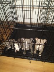 Staffordshire bull terrier puppies for sale. Looking for a good home
