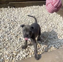 2 Show Quality Staffordshire Bull Terrier Puppies