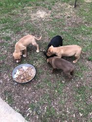 Puppies for sale