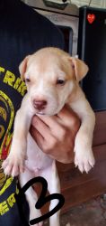 Puppies looking for a forever home
