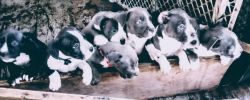 Staffordshire Terrier Puppies For Sale