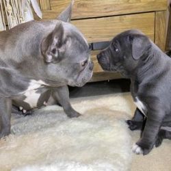 Staffordshire puppy for sale
