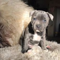 Adorable Staffordshire puppies for sale