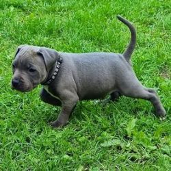 AKC Registered staffy puppies for sale