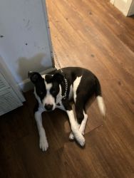 Rehoming puppy 7 months old. Beautiful Border Collie/Staffordshire mix
