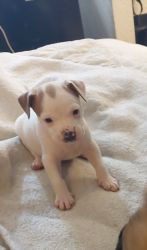 Available Now!! Beautiful White w/Blue Eyes Pitt Puppies