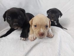 Pitbull puppies