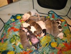 Staffordshire Terriers will be ready June 22nd 6 boys 2 girls
