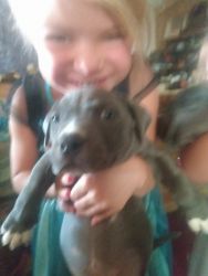 Bluenose pitbull puppies