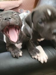 Sweet pitbull puppy needs loving home!