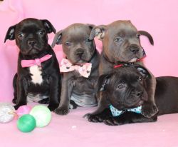 Staffordshire Bull Terrier puppies for sale