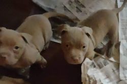 Red nose pitbull puppies