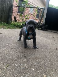 Puppy’s for sale