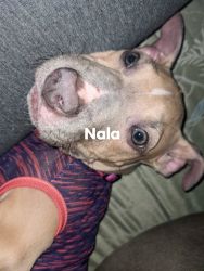 Cute puppy up for adoption! (Nala)