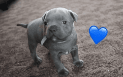 Blue Staffordshire Bull Terrier Puppies For Sale