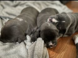 Staffordshire Pitbulls Puppies for Sale