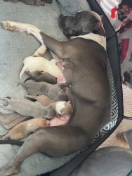 8 Pittie puppies available NOW