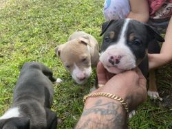 American Bulldog puppies looking for a new home