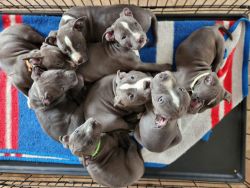 Blue Nose Staffordshire Pitbull Puppies 8 weeks old!