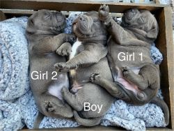 SOLD - Staffordshire Bull Terrier Puppies