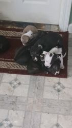 Staffy pit pup's for sell