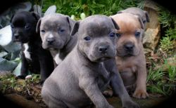 Courageous Staffordshire Bull Terriers