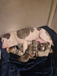 Unique Merle Staffordshire bull terrier puppies