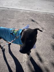 Sweet Staffordshire terrier mix needs a new home