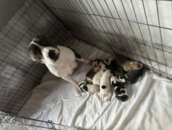 Staffy pups for sale