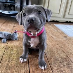 Clean Blue Staffordshire Bull Terrier Puppies