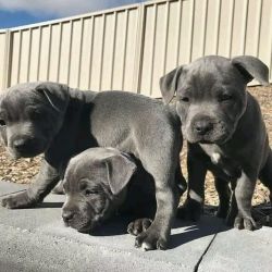 Well Socialized Staffordshire Terrier Puppies