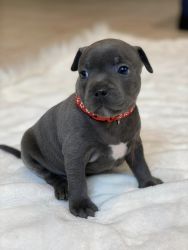 Blue Staffordshire Bull Terrier Puppies For Sale