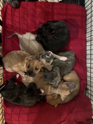 5 beautiful pups for sale