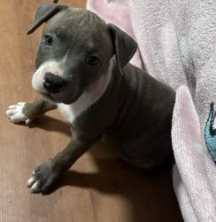 Staffy pups for Sale