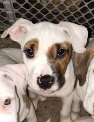 15 week old Dogo argentino mix puppies