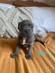 5 Gorgeous puppies for sale