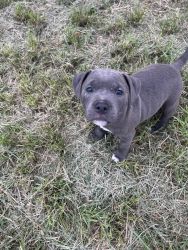 Pure bred Blue Staffies