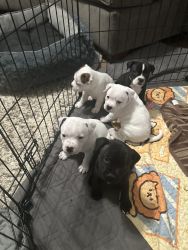 AKC Staffy Puppies available May 4