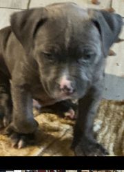 Blue pit bull pups for sale!!