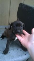 puppies need new home