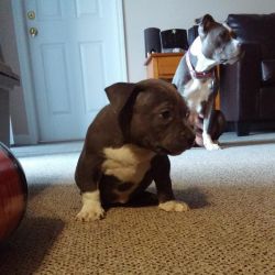 Blue Nose Pit Bull Puppies