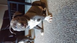 Male Blue Nose Pit Puppy needs a home