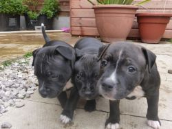 Black Staffordshire Bull Terrier Pups