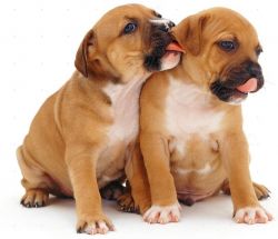Red And White Staffordshire Bull Terrier Pups