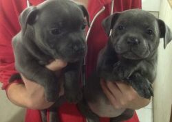 100% Proven Blue Staffordshire Bull Terrier Pups