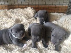 Blue Male Pedigree/akc Registered Staffy Pups