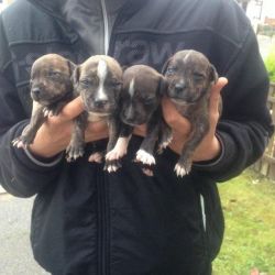Staffordshire pups